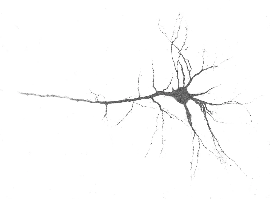 Neural Circuitry Background